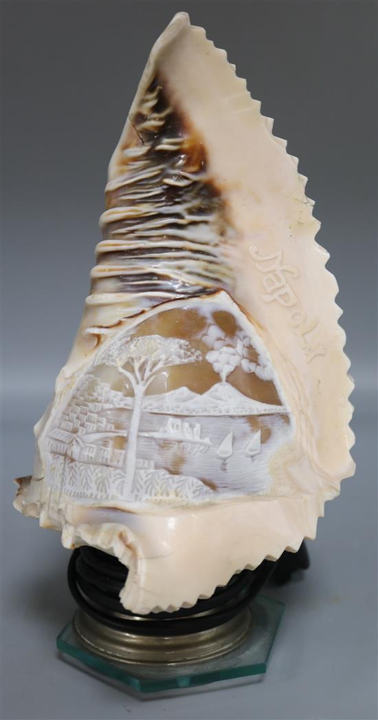 A cameo shell lamp